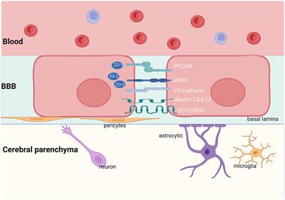 Anti-NMDAR antibodies, the blood–brain barrier, and anti-NMDAR encephalitis